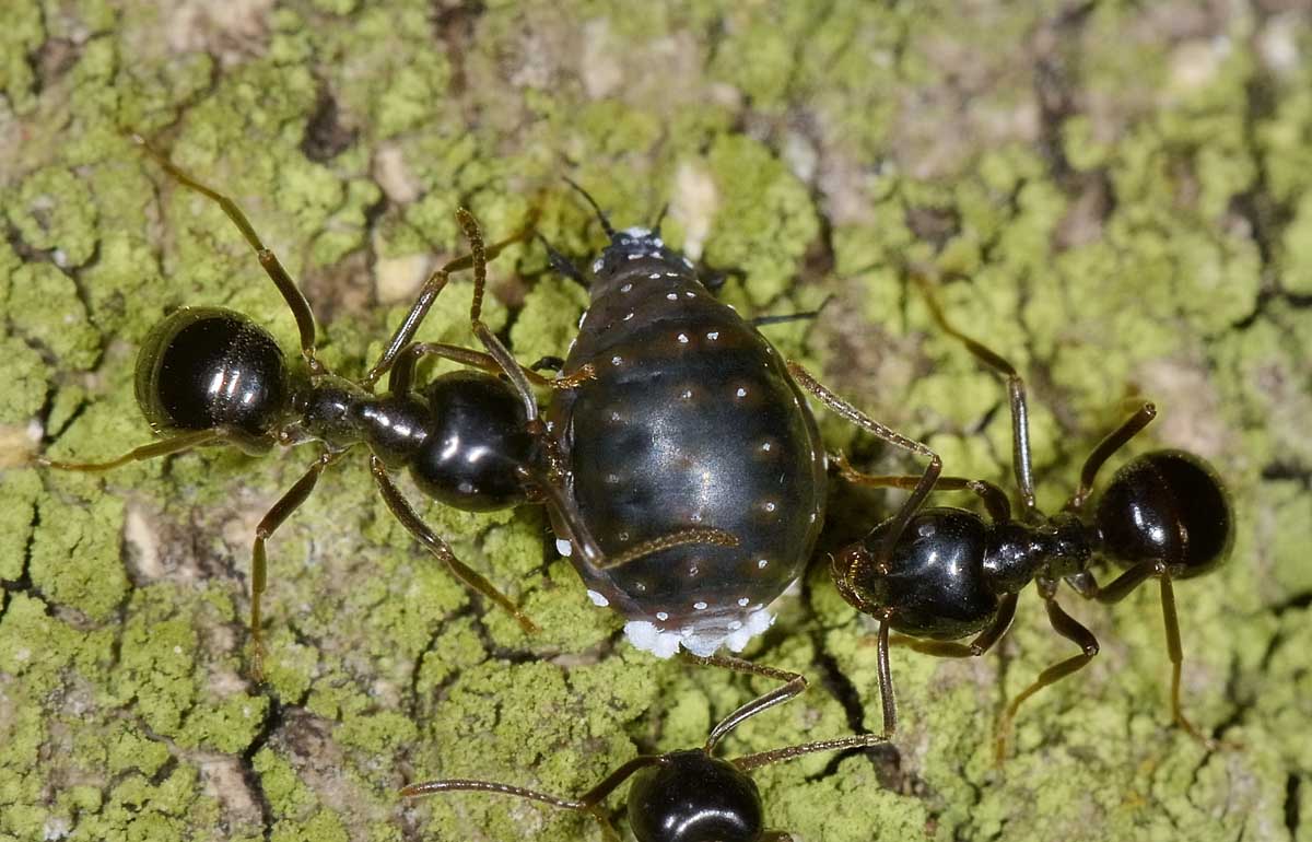 Tetraneura cfr nigriabdominalis